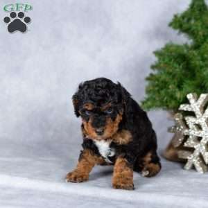 Glimmer, Miniature Poodle Puppy