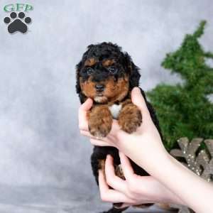 Glimmer, Miniature Poodle Puppy