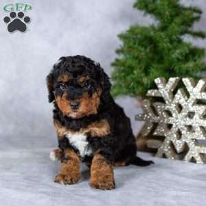 Glimmer, Miniature Poodle Puppy