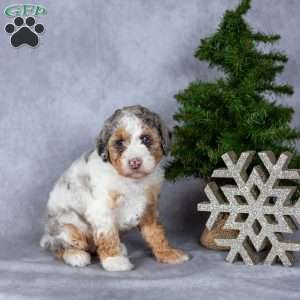 Oreo, Miniature Poodle Puppy