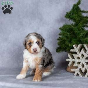 Oreo, Miniature Poodle Puppy