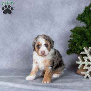 Oreo, Miniature Poodle Puppy