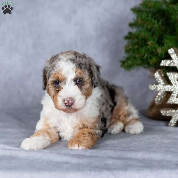 Oreo, Miniature Poodle Puppy