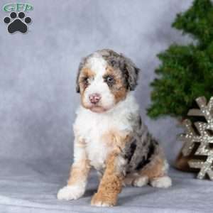 Oreo, Miniature Poodle Puppy