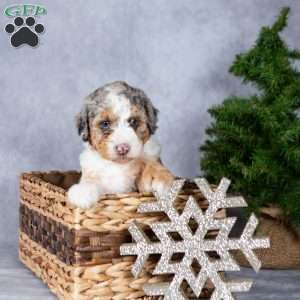 Oreo, Miniature Poodle Puppy