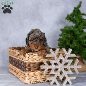 Noelle, Miniature Poodle Puppy