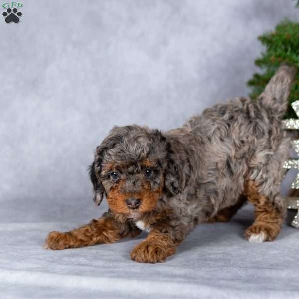 Noelle, Miniature Poodle Puppy