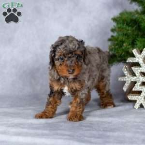 Noelle, Miniature Poodle Puppy