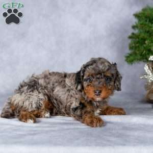Noelle, Miniature Poodle Puppy