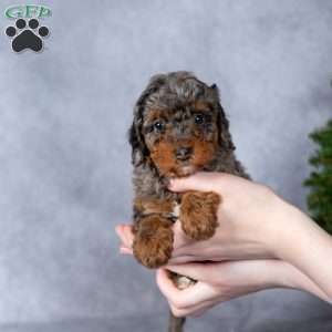 Noelle, Miniature Poodle Puppy