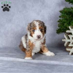Harper, Miniature Poodle Puppy
