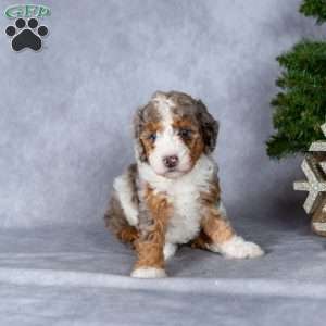 Harper, Miniature Poodle Puppy