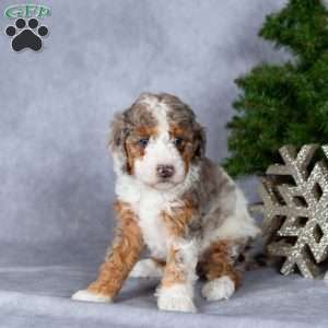 Harper, Miniature Poodle Puppy