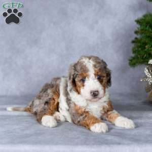 Harper, Miniature Poodle Puppy