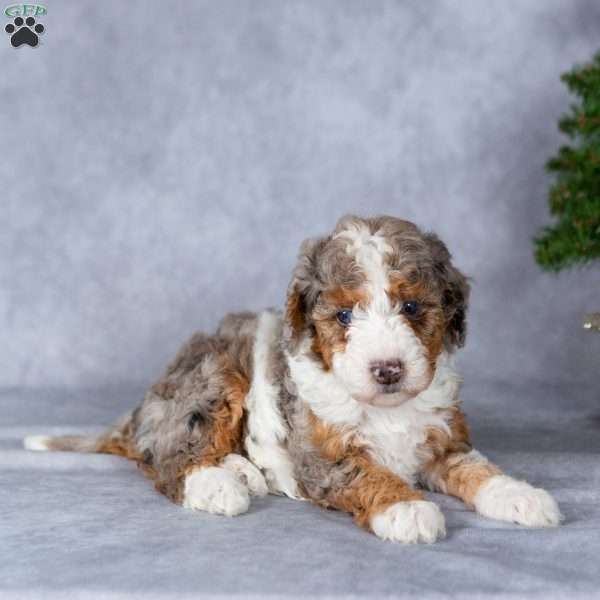 Harper, Miniature Poodle Puppy