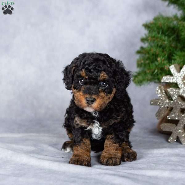 Dasher, Miniature Poodle Puppy
