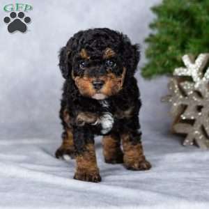 Dasher, Miniature Poodle Puppy