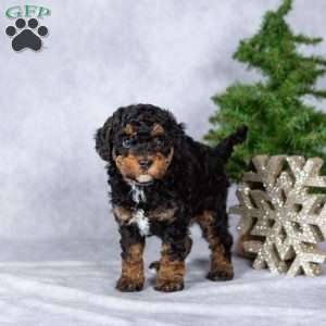 Dasher, Miniature Poodle Puppy