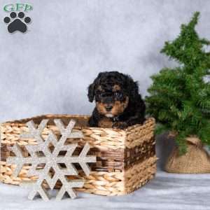 Dasher, Miniature Poodle Puppy