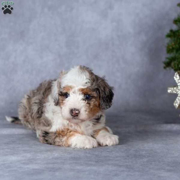 Gloria, Miniature Poodle Puppy