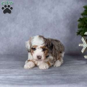 Gloria, Miniature Poodle Puppy