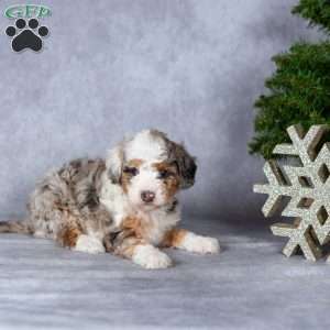 Gloria, Miniature Poodle Puppy