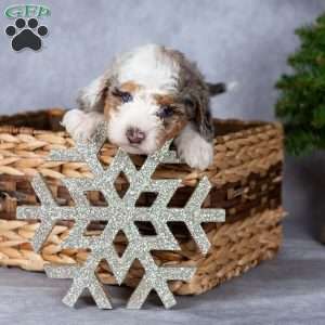 Gloria, Miniature Poodle Puppy