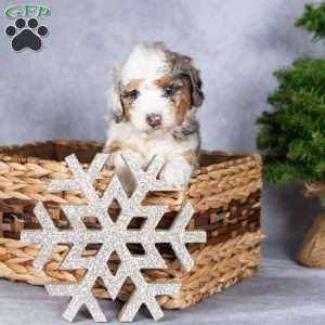 Gloria, Miniature Poodle Puppy