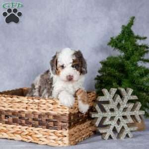 Tucker, Miniature Poodle Puppy