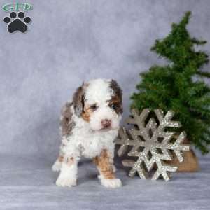 Tucker, Miniature Poodle Puppy