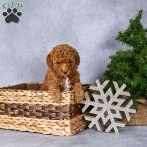 Holly, Miniature Poodle Puppy