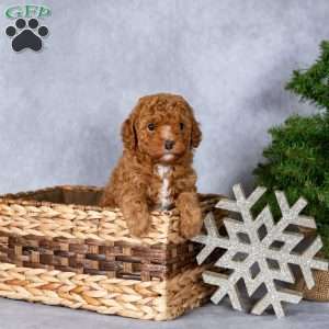 Holly, Miniature Poodle Puppy