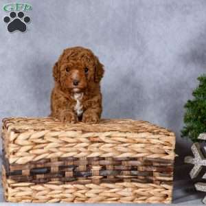 Holly, Miniature Poodle Puppy