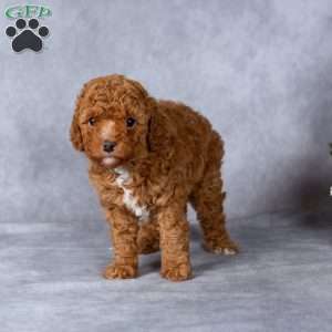 Holly, Miniature Poodle Puppy
