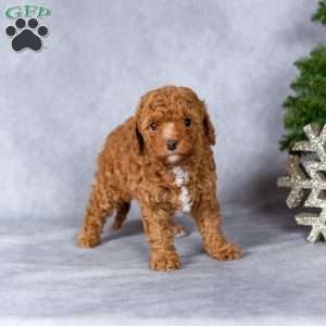 Holly, Miniature Poodle Puppy