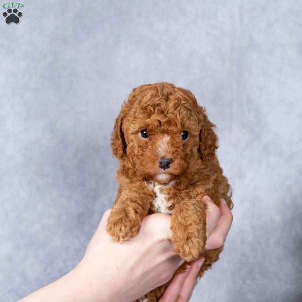 Holly, Miniature Poodle Puppy