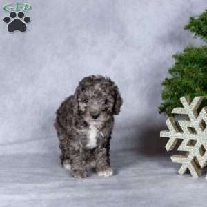 Angel, Miniature Poodle Puppy