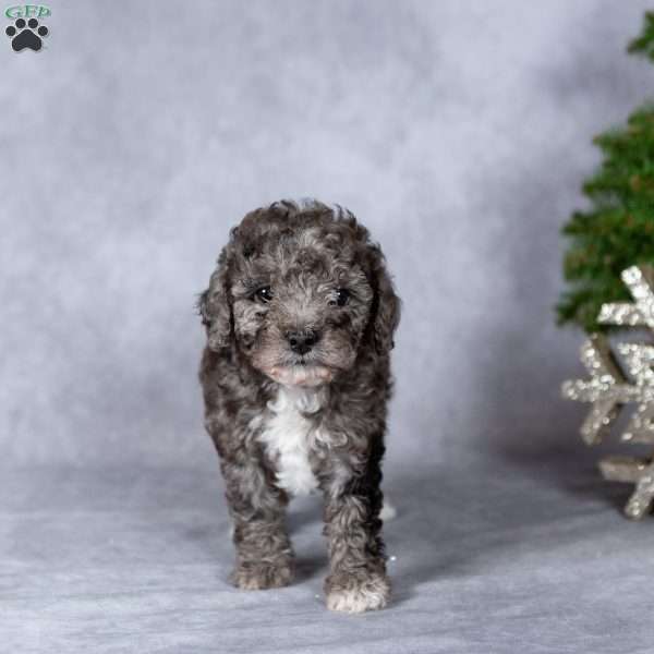 Angel, Miniature Poodle Puppy