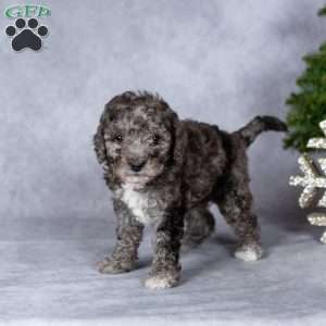 Angel, Miniature Poodle Puppy