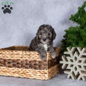 Angel, Miniature Poodle Puppy