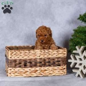Joy, Miniature Poodle Puppy
