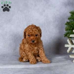 Joy, Miniature Poodle Puppy