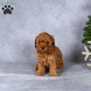 Joy, Miniature Poodle Puppy
