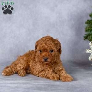 Joy, Miniature Poodle Puppy