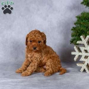 Joy, Miniature Poodle Puppy