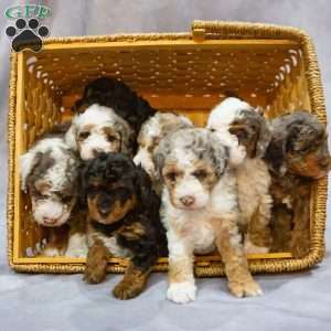 Hunter, Miniature Poodle Puppy