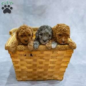 Angel, Miniature Poodle Puppy