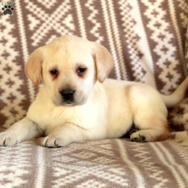 Eddie, Yellow Labrador Retriever Puppy