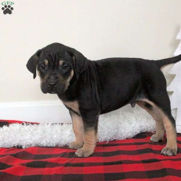 Eddie, Catahoula Bulldog Puppy