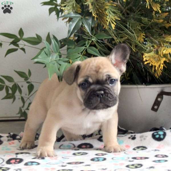 Eddie, French Bulldog Puppy